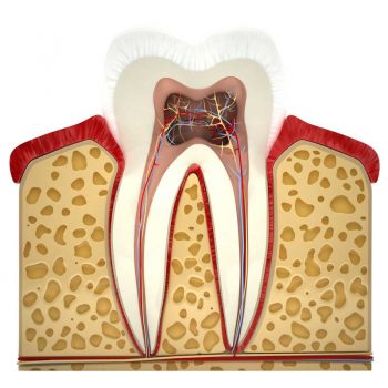 Centre Odontològic Sant Boi endodoncia anatomía diente